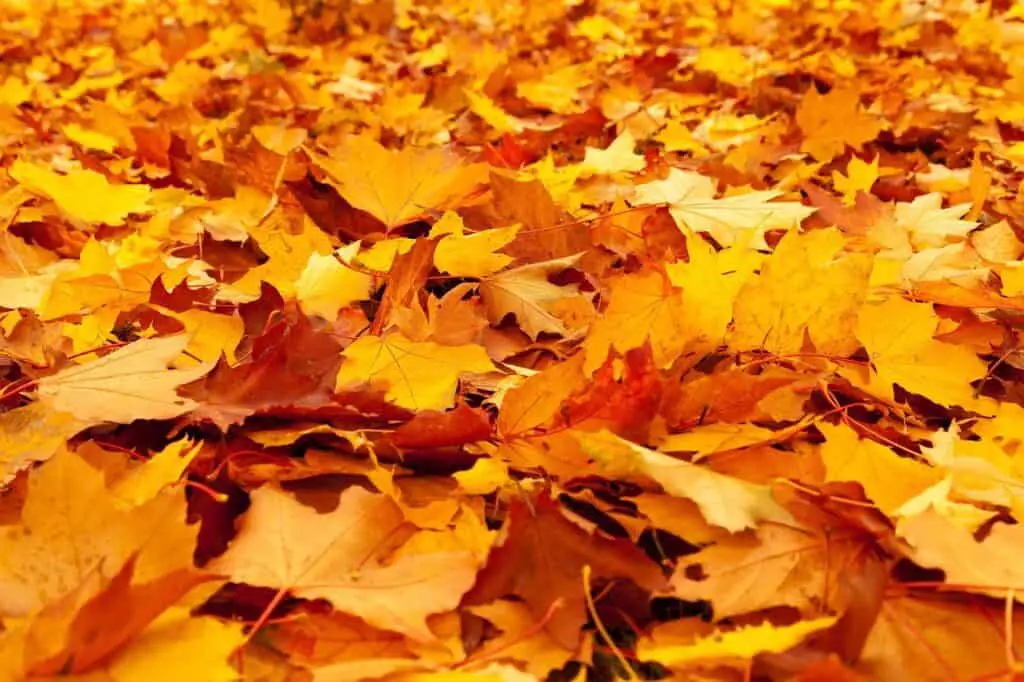 autumn, leaves, foliage-84714.jpg